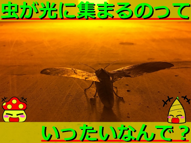 Thumbnail of post image 067